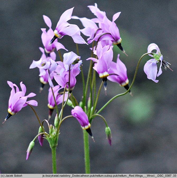 Primula pauciflora