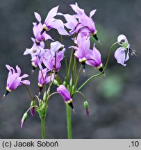 Primula pauciflora