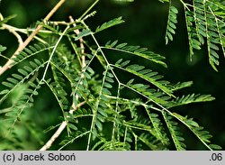 Erythrostemon gilliesii (brezylka cytrynowa)