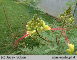 Erythrostemon gilliesii (brezylka cytrynowa)