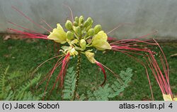 Erythrostemon gilliesii (brezylka cytrynowa)