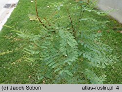 Erythrostemon gilliesii (brezylka cytrynowa)