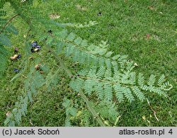 Erythrostemon gilliesii (brezylka cytrynowa)