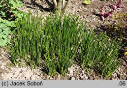 Triteleia laxa Queen Fabiola