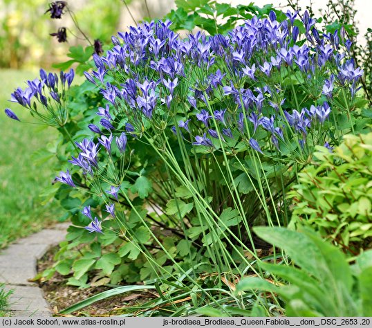 Triteleia laxa Queen Fabiola