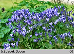 Triteleia laxa Queen Fabiola