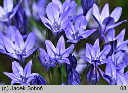 Triteleia laxa Queen Fabiola