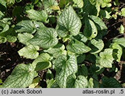 Brunnera macrophylla Alexander's Great