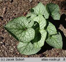 Brunnera macrophylla Jack of Diamonds