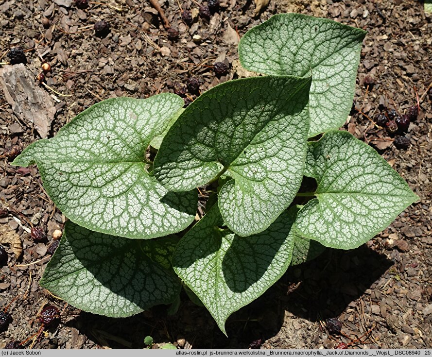 Brunnera macrophylla Jack of Diamonds