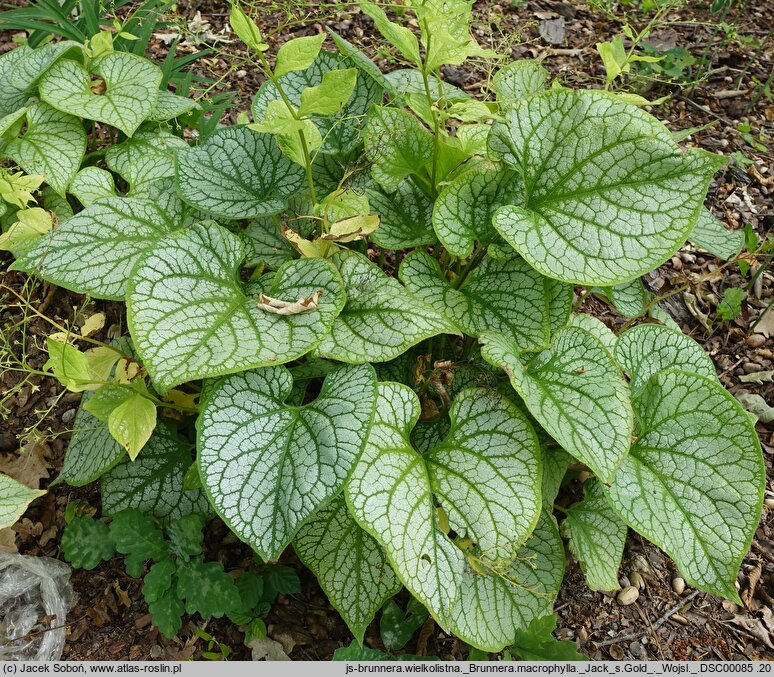 Brunnera macrophylla Jack's Gold