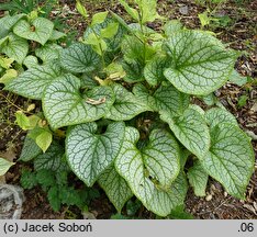 Brunnera macrophylla Jack's Gold