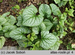 Brunnera macrophylla Jack's Gold