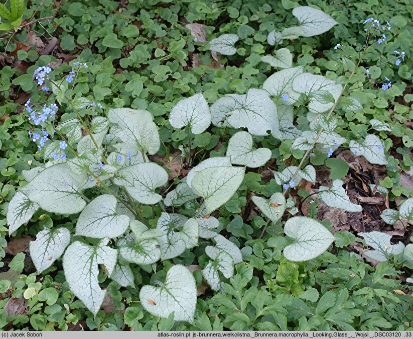 Brunnera macrophylla Looking Glass