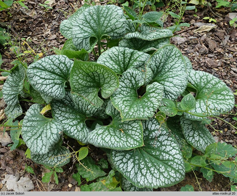 Brunnera macrophylla Sea Heart