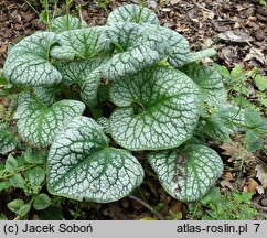 Brunnera macrophylla Sea Heart