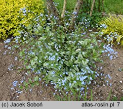 Brunnera macrophylla Silver Heart