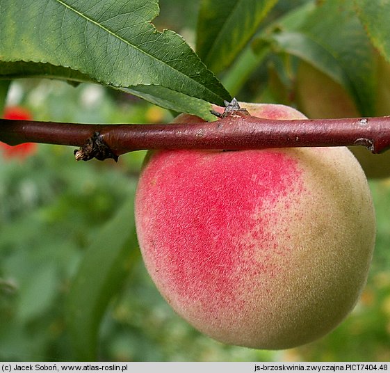 Prunus persica