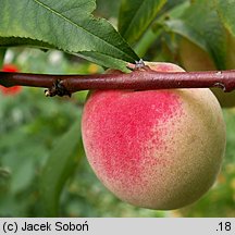 Prunus persica