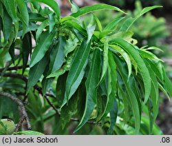 Persica vulgaris f. nana