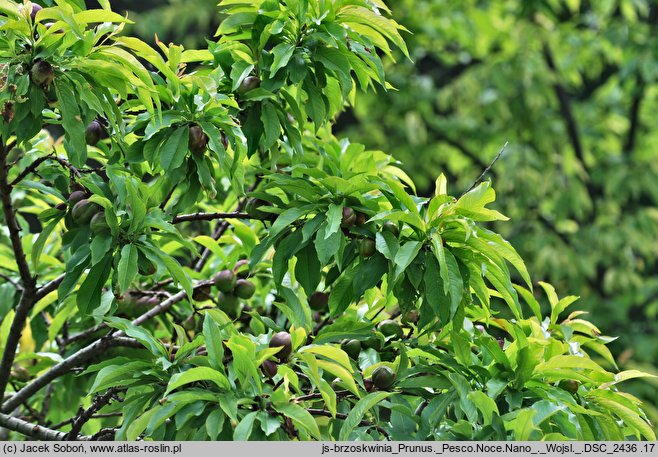 Persica vulgaris Pesco Noce Nano