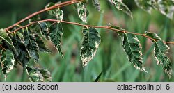 Zelkova serrata Variegata