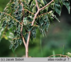 Zelkova serrata Variegata