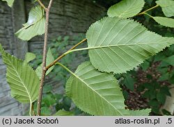 Betula ermanii (brzoza Ermana)