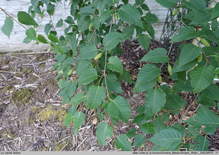 Betula ermanii (brzoza Ermana)