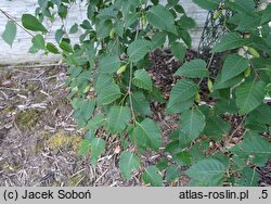 Betula ermanii (brzoza Ermana)