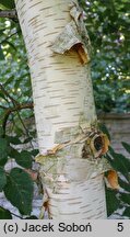 Betula ermanii (brzoza Ermana)