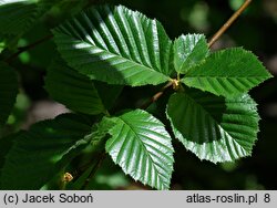 Betula medwediewii (brzoza Miedwiediewa)