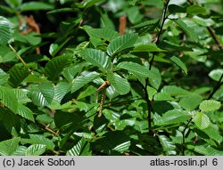 Betula medwediewii (brzoza Miedwiediewa)