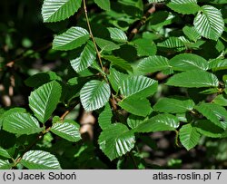 Betula medwediewii (brzoza Miedwiediewa)