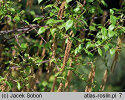 Betula utilis ssp. albosinensis Fascination