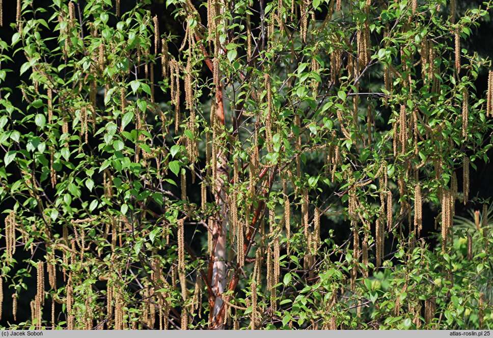 Betula utilis ssp. albosinensis Fascination