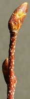Betula pendula (brzoza brodawkowata)