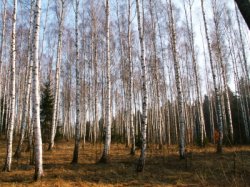 Betula pendula