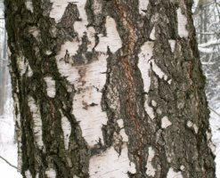 Betula pendula (brzoza brodawkowata)