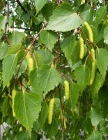 Betula pendula (brzoza brodawkowata)