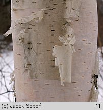 Betula pendula (brzoza brodawkowata)