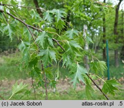Betula pendula Laciniata