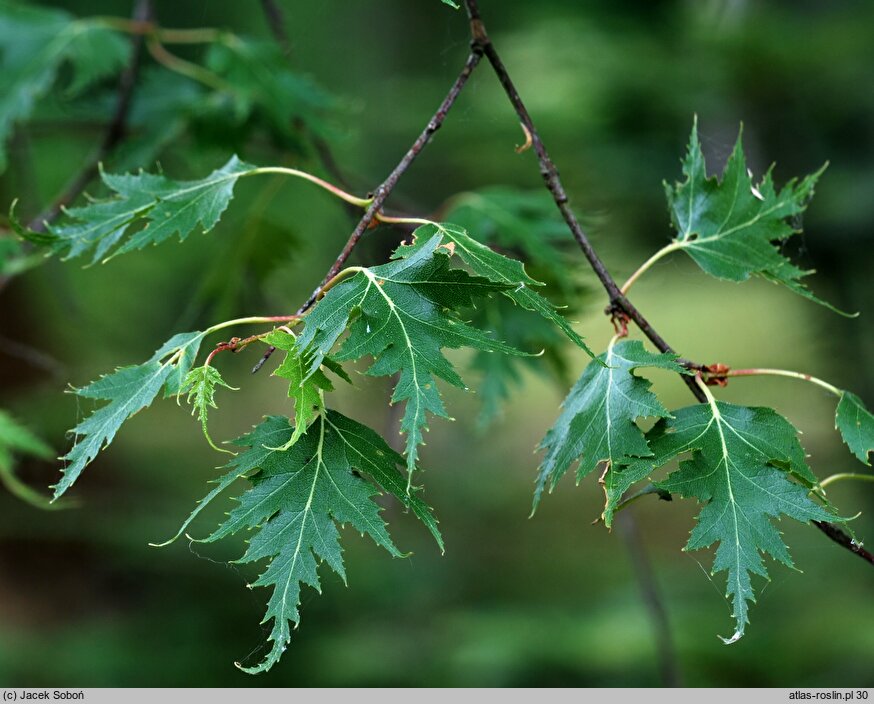 Betula pendula Crispa