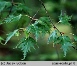 Betula pendula Crispa