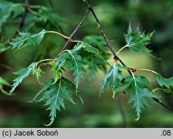 Betula pendula (brzoza brodawkowata)