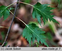 Betula pendula Crispa