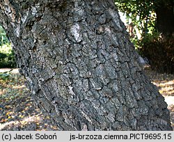 Betula pendula ssp. obscura