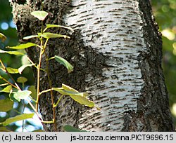 Betula pendula ssp. obscura