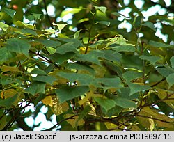 Betula pendula ssp. obscura