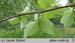 Betula dahurica (brzoza dahurska)